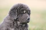 DOGUE DU TIBET 768